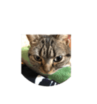 猫05（個別スタンプ：7）