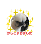 うこっけいのふうちゃん 顔（個別スタンプ：5）