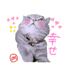 猫 メンマです3（個別スタンプ：2）
