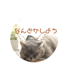 猫 メンマです3（個別スタンプ：3）