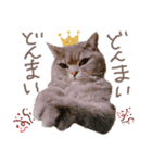 猫 メンマです3（個別スタンプ：4）