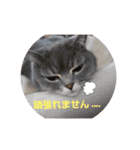 猫 メンマです3（個別スタンプ：5）