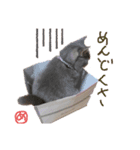 猫 メンマです3（個別スタンプ：7）