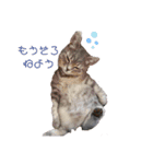猫 メンマです3（個別スタンプ：8）