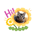 我が家の保護猫たち（個別スタンプ：3）