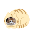 我が家の保護猫たち（個別スタンプ：5）