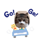 我が家の保護猫たち（個別スタンプ：8）