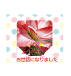 sticker flower 2（個別スタンプ：5）