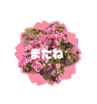 sticker flower 2（個別スタンプ：8）