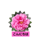 sticker flower 2（個別スタンプ：12）