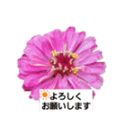 sticker flower 2（個別スタンプ：13）