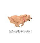 ノーフォークテリア「チャッキー」（個別スタンプ：4）