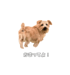 ノーフォークテリア「チャッキー」（個別スタンプ：7）