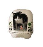 猫のスタンプを猫の許可なしに作ったw①（個別スタンプ：1）