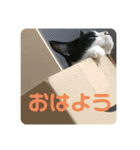 猫のスタンプを猫の許可なしに作ったw①（個別スタンプ：2）