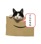 猫のスタンプを猫の許可なしに作ったw①（個別スタンプ：3）