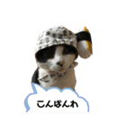 猫のスタンプを猫の許可なしに作ったw①（個別スタンプ：4）
