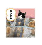 猫のスタンプを猫の許可なしに作ったw①（個別スタンプ：5）