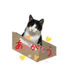 猫のスタンプを猫の許可なしに作ったw①（個別スタンプ：6）