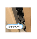 猫のスタンプを猫の許可なしに作ったw①（個別スタンプ：7）