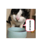 猫のスタンプを猫の許可なしに作ったw①（個別スタンプ：8）