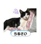 猫のスタンプを猫の許可なしに作ったw①（個別スタンプ：9）