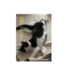 猫のスタンプを猫の許可なしに作ったw①（個別スタンプ：10）