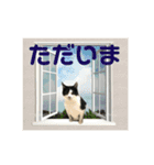 猫のスタンプを猫の許可なしに作ったw①（個別スタンプ：11）