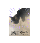猫のスタンプを猫の許可なしに作ったw①（個別スタンプ：12）