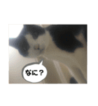 猫のスタンプを猫の許可なしに作ったw①（個別スタンプ：15）