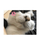 猫のスタンプを猫の許可なしに作ったw①（個別スタンプ：16）