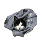 猫のスタンプを猫の許可なしに作ったw①（個別スタンプ：17）