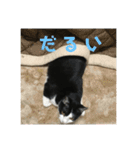 猫のスタンプを猫の許可なしに作ったw①（個別スタンプ：18）