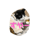 猫のスタンプを猫の許可なしに作ったw①（個別スタンプ：19）