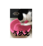 猫のスタンプを猫の許可なしに作ったw①（個別スタンプ：20）