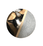 猫のスタンプを猫の許可なしに作ったw①（個別スタンプ：21）