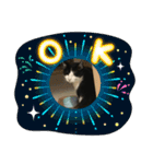 猫のスタンプを猫の許可なしに作ったw①（個別スタンプ：23）