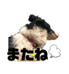 ボーダーコリーのボー。Part3（個別スタンプ：6）