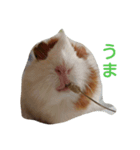 小動物たちの友情（個別スタンプ：1）
