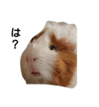 小動物たちの友情（個別スタンプ：4）