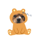 シンバ君！（個別スタンプ：1）