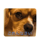 シンバ君！（個別スタンプ：3）