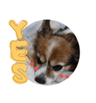 くるみちゃんですよろしくね（個別スタンプ：3）
