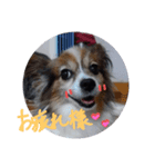 くるみちゃんですよろしくね（個別スタンプ：5）