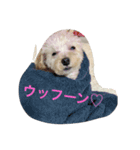 Mahalo②（個別スタンプ：4）