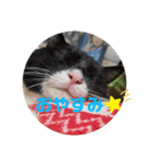 6匹の元野良猫達（個別スタンプ：1）