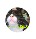 6匹の元野良猫達（個別スタンプ：3）