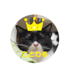6匹の元野良猫達（個別スタンプ：4）