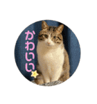 6匹の元野良猫達（個別スタンプ：5）