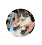 6匹の元野良猫達（個別スタンプ：6）
